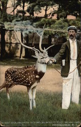 Roger Williams Park - India Deer Postcard