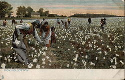 Picking Cotton in the Field Black Americana Postcard Postcard