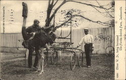 Oliver W. Jr., being harnessed Postcard