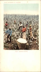 Picking Cotton Black Americana Postcard Postcard