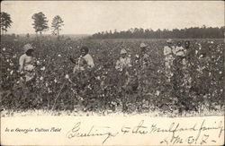 In a Georgian Cotton Field Postcard Postcard