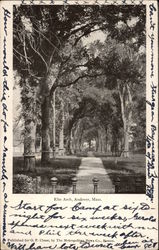 Elm Arch Andover, MA Postcard Postcard