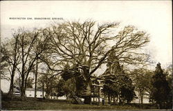 Washington Oak, Brandwine Springs Postcard