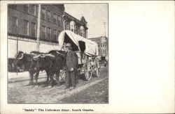 "Dandy" The Unbroken Steer South Omaha, NE Postcard Postcard