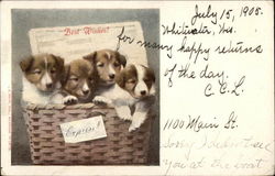 Puppies in a Basket Postcard