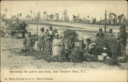 Harvesting the gubers (pea nuts), Near Southern Pines Postcard