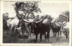 Texas Longhorns on Autry-Colborn Lightning C Rodeo Ranch Postcard