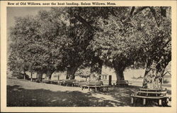 Row of Old Willows near the Boat Landing Salem, MA Postcard Postcard