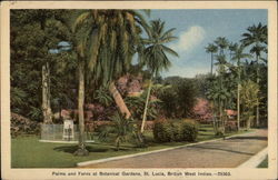 Palms and Ferns at Botanical Gardens Postcard