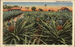 Pineapple Field Postcard