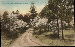 Dogwood Time in Weymouth Heights Postcard