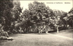 Faculty Glade at the University of California Berkeley, CA Postcard Postcard