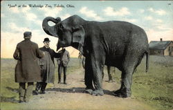 Jose at the Walbridge Zoo, Toledo, Ohio Elephants Postcard Postcard