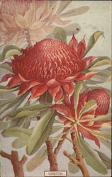 Waratah Postcard