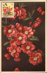 Japanese Quince Flowers Postcard Postcard