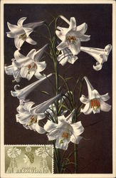 Garden Lily Postcard