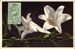 Pair of Lilies Flowers Postcard Postcard