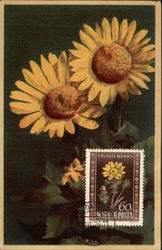 Two Large Yellow Flowers with Coordinating Postage Stamp Postcard