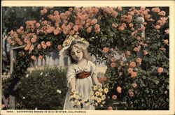 Gathering Roses in Mid-Winter, California Flowers Postcard Postcard