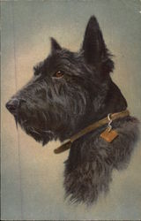 Profile of Black Scottish Terrier Scottish Terriers Postcard Postcard