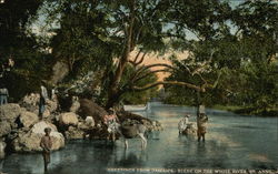 Greetings from Jamaica, Scene on the White River, St. Anns Postcard Postcard