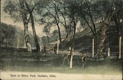 Deer in Sibley Park Postcard