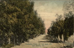 Eucalyptus Grove, Not Four Years Old Postcard