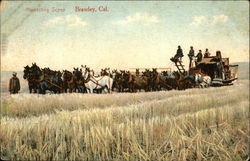 Harvesting Scene Brawley, CA Postcard Postcard