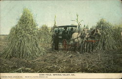 Corn Field, Imperial Valley California Postcard Postcard