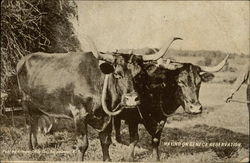 Haying On Seneca Reservation Postcard