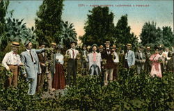 Raisin Industry, California, a Vineyard Postcard