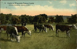 Cattle in Wisconsin Pasture Lands (Scenes Along the Country Roads) Postcard