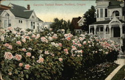 Caroline Testout Roses Postcard