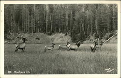 Montana Elk Postcard Postcard