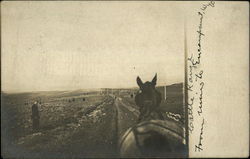 Cattle Range from Mines to Encampment in Wyoming Postcard