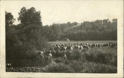 A Herd of Sheep in a Field Near a River Postcard