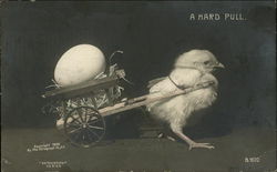 A Hard Pull With Chicks Postcard Postcard