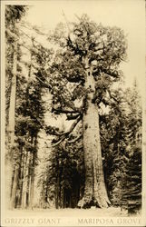 Grizzly Giant, Mariposa Grove Trees Postcard Postcard