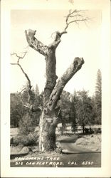 Hangman Tree, Big Oak Flat road, Cal Postcard