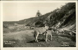 Donkeys by a Stream Below Church Ruins in Alta Gracia Argentina Postcard Postcard