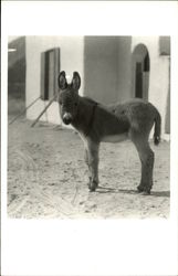 Young Donkey Standing in Front of A Home Postcard