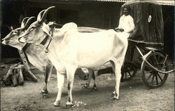 Brahma Bulls Pulling a Cart in India Postcard Postcard