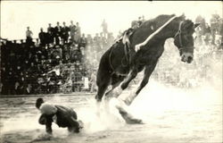 Man Thrown From Horse During Rodeo Rodeos Postcard Postcard