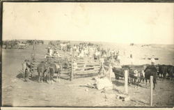 Cattle Roundup Gathering Postcard