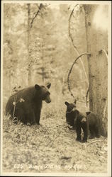 Black Bear and Cubs Postcard