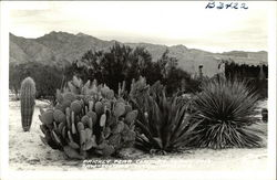 Prickly Pear, Century Plant and Saw-Toothed Yucca - Arizona Postcard Postcard