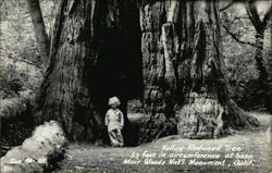 Hollow Redwood Tree 53 feet in circumference at base, Muir Woods Nat'l. Monument, Calif Postcard