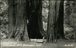 Giant Group, Muir Woods National Monument Postcard