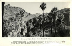 A View of Palm Canyon from the Upper Trail Palm Springs, CA Postcard Postcard