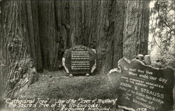 'Cathedral Tree' One of the 'Trees of Mystery' - Redwood Highway Klamath, CA Postcard Postcard